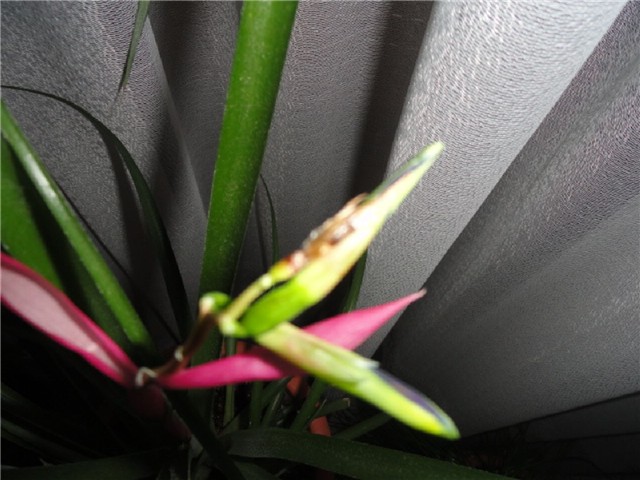 cvijet